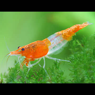 Neocaridina Denticulata Orange Rili