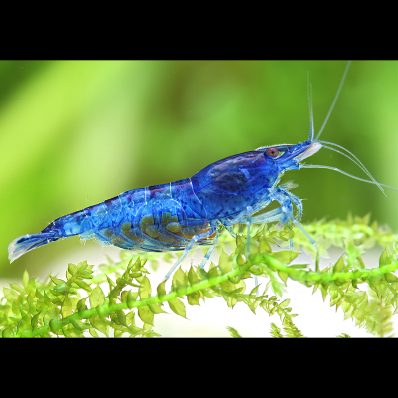 Neocaridina heteropoda - Neocaridina Denticulata Blue Dream - velvet * 