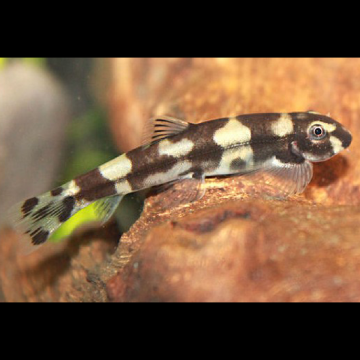 Yaoshania pachychilus - Gobie panda (rare) lot de 2*  27,50 €