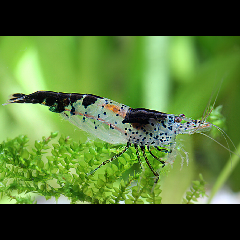 Neocaridina Denticulata carbon Rili * 