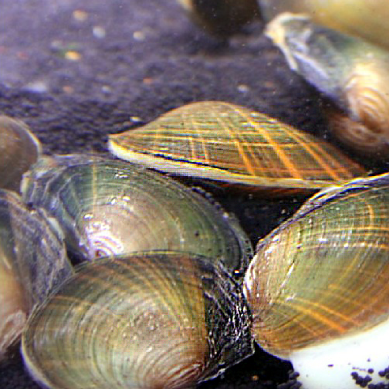 Moules filtreuses d'eau douce striées jaunes 6-8 cm