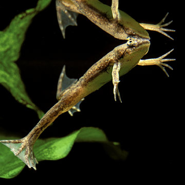 Xenopus Laevis-Grenouilles  2-3cm