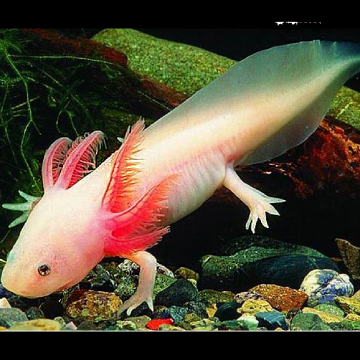 Axolotl Ambystoma mexicanum albinos 6-8 cm 28,50 €