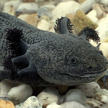 Axolotl Ambystoma mexicanum 