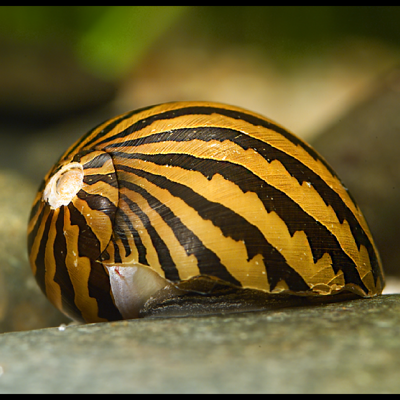 Neritina Turitta zébrés (escargots mangeur d'algues d'eau douce) lo...