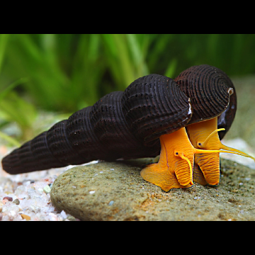 Escargot lièvre oranges-Tylomelania sp 4-5 cm lot de 2