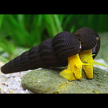 Escargot lièvre jaune-Tylomelania sp 4-5 cm