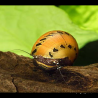 Neritina Variegata (escargots mangeur d'algues d'eau douce) lot de ...