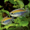 Tétras du Congo - Phenacogrammus Interruptus 5-6cm lot de 2 