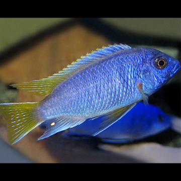 Pseudotropheus Acei Chinteche 4-5 cm