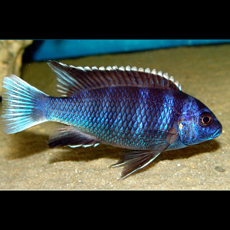 Pseudotropheus Acei Ngara le couple 8-10cm 37,50 €