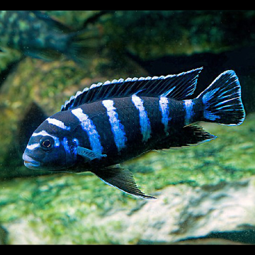 Chindongo Demasoni - Pseudotropheus Demasoni 5-7cm