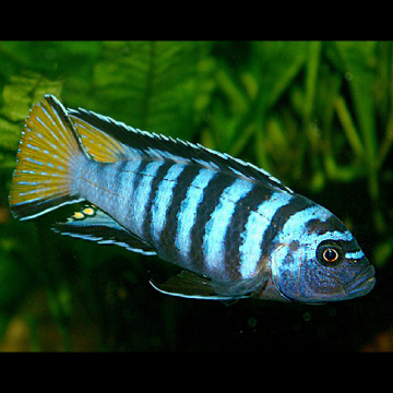 Pseudotropheus elongatus Mpanga 4-5cm