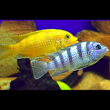 Maylandia lombardoi - Pseudotropheus Lombardoi 4-5cm