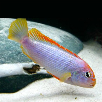 Pseudotropheus Red Top Ndumbi le lot de 2 14,50 €