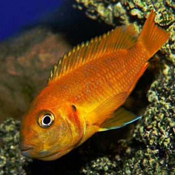 Chindongo saulosi - Pseudotropheus Saulosi Coral Red 4-5cm