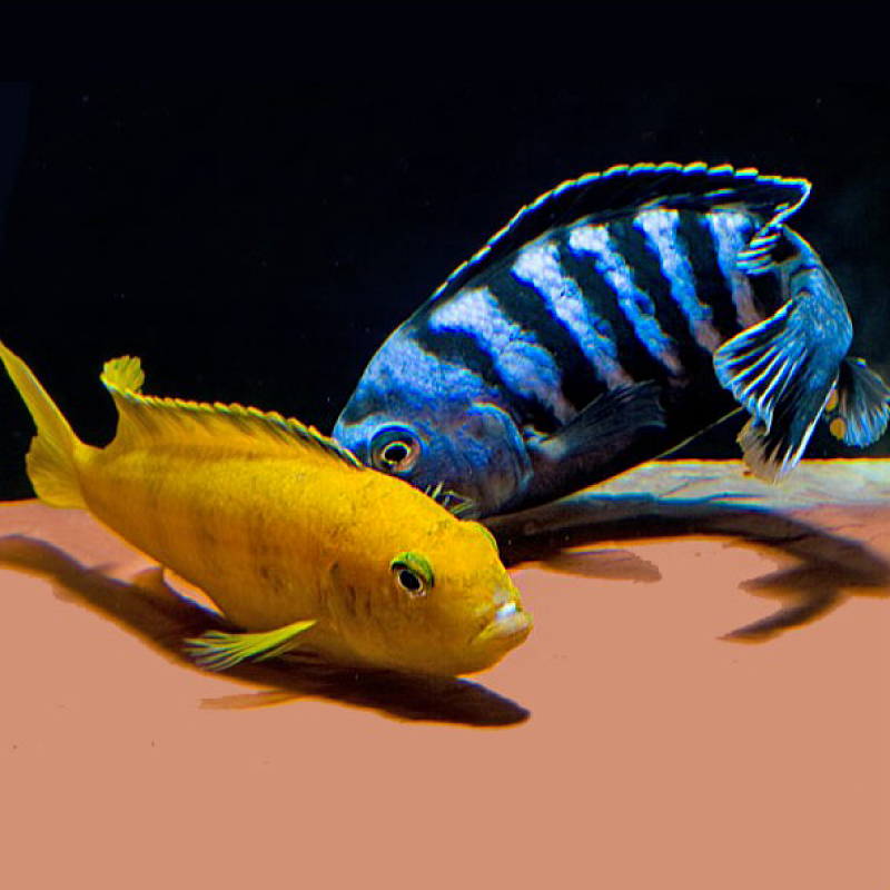 Chindongo saulosi - Pseudotropheus Saulosi le couple