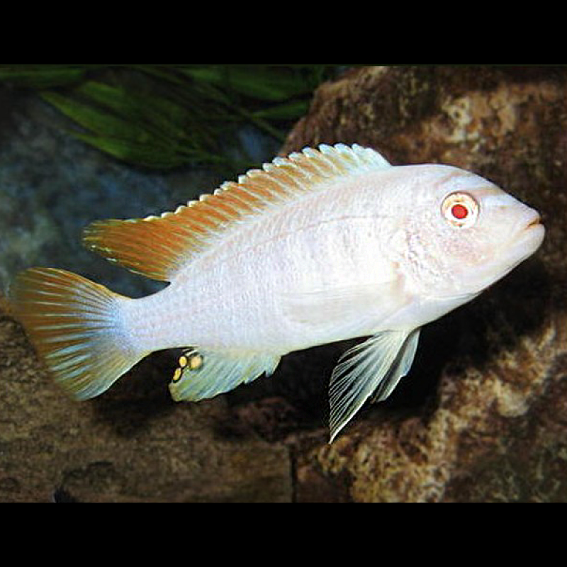 Maylandia greshakei - Pseudotropheus Greshakai Albino 6-8 cm