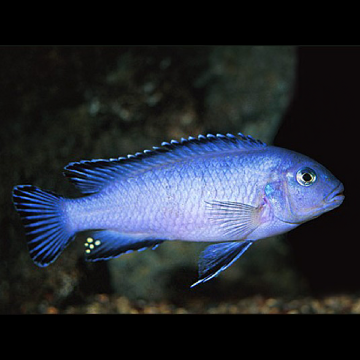 Chindongo socolofi - Pseudotropheus Socolofi 4-5cm