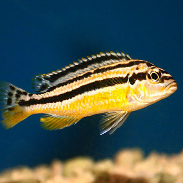 Melanochromis Auratus 4-5 cm               