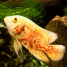 Astronotus Ocellatus-Oscar rouges albino 5-6cm