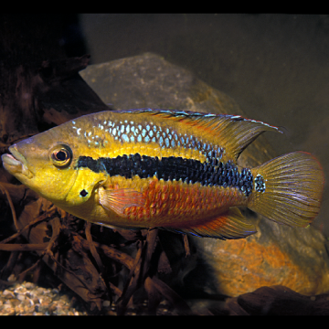 Cichlasoma Salvini lot de 2