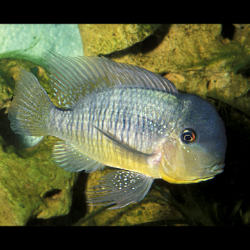 Geophagus Balzanii  4-6cm