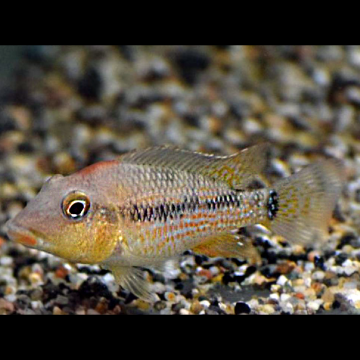 Geophagus Steindachneri 4-6 Cm