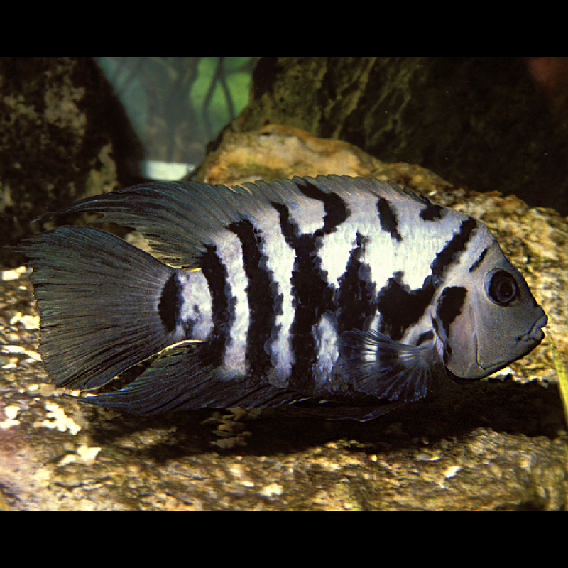 Cichlasoma Nigrofasciatum - Amatitlania nigrofasciata 6-7 cm le couple