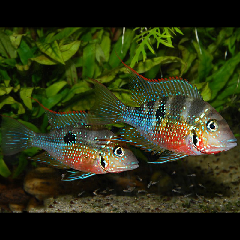 Thorichthys Elioti 3-4cm lot 2