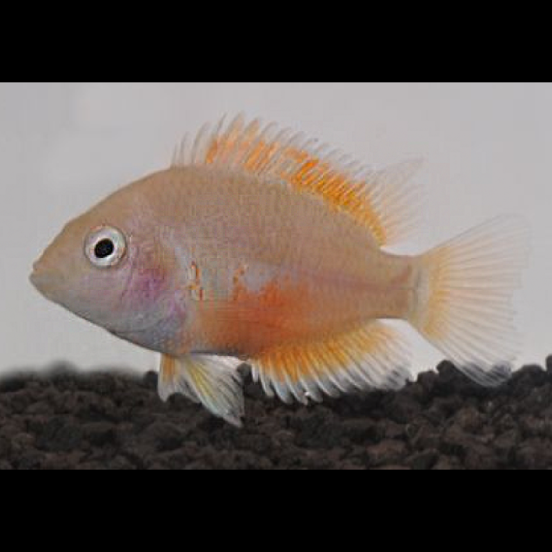 Cichlasoma Nigrofasciatum gold 6-7 cm le couple 14,50 €