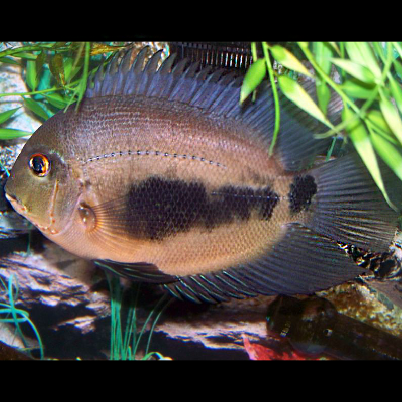 Uaru Amphiacanthoides 8-10 cm