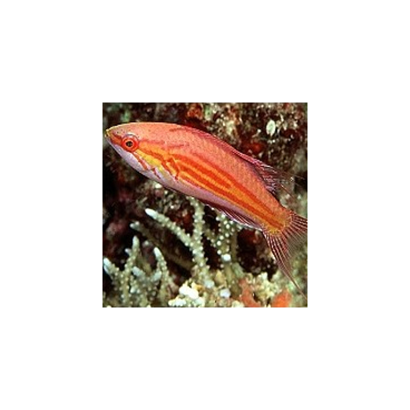 Paracheilinus angulatus : 3 à 6 cm  54,50 €