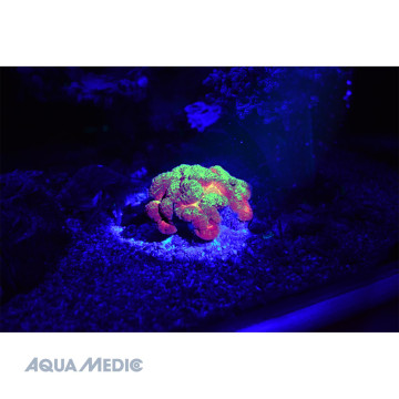 Aqua Medic BLUE torche alu