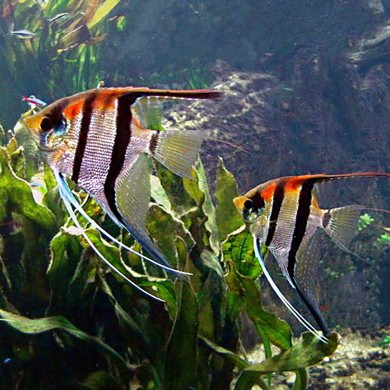 Pterophyllum Scalare Manacapuru red back 5-6 cm