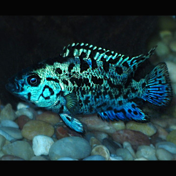 Rocio Octofaciatum electric blue jack dempsey 