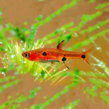 Boraras maculatus - Rasbora nain lot 10 