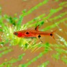 Boraras maculatus - Rasbora nain lot 10  18,00 €