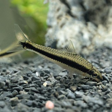 Crossocheilus Oblongus - mangeur d'algues lot de 10