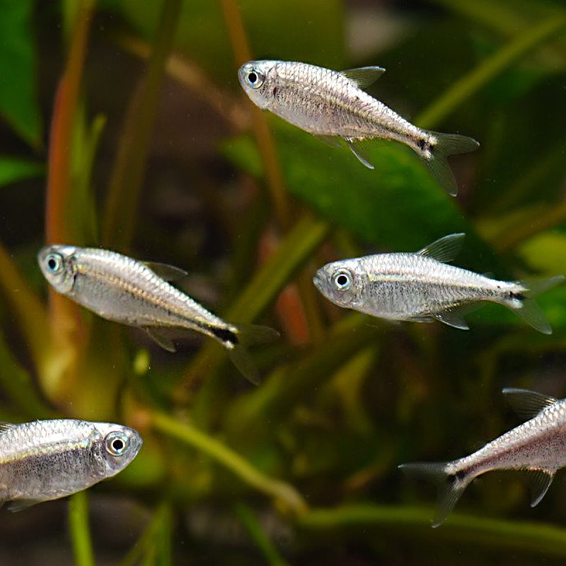 Hyphessobrycon Eos-néons dorés lot de 10 + 2 offerts 15,00 €