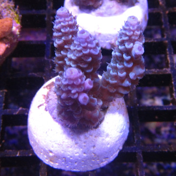 Bouture Acropora tenuis bleu (2-4 cm) 25,00 € Poissondor