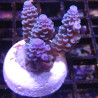 Bouture Acropora Tenuis bleu (2-4 cm) 25,00 €