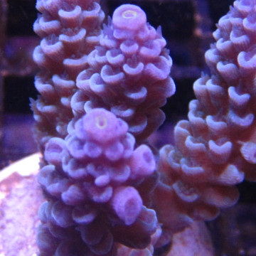 Bouture Acropora Tenuis bleu (2-4 cm) 25,00 €