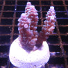 Bouture Acropora Tenuis bleu (2-4 cm) 25,00 €