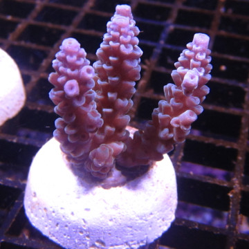 Bouture Acropora Tenuis bleu (2-4 cm) 25,00 €