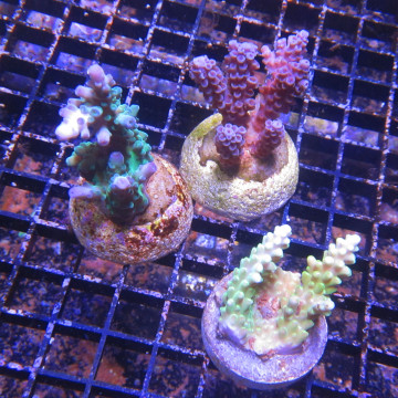 Lot de 3 boutures SPS Acropora 59,50 €