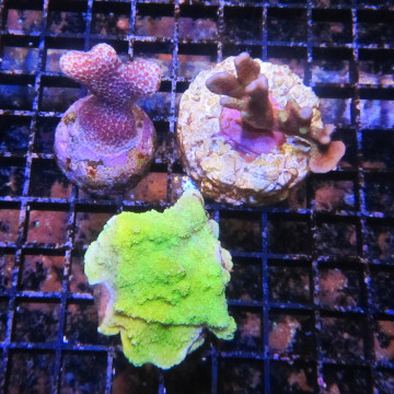 Lot de 3 boutures de Montipora différentes 59,00 €