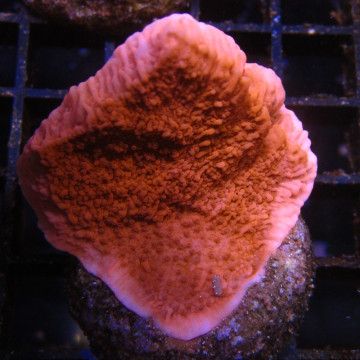 Bouture Montipora foliosa red 24,00 € Poissondor