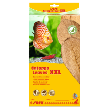 Sera Catappa Leaves XXL 30 – 35 cm