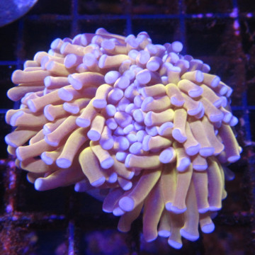 Bouture Euphyllia \\"Golden Torch\\" Australie 279,50 € Poissondor